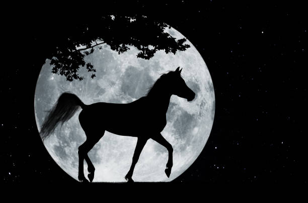 Meaning of Dreaming About a Black Horse