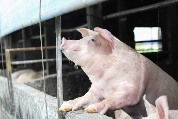 Meaning of Dreaming About a Pig Being Slaughtered