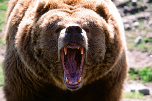 Meaning of Dreaming About Being Attacked by a Grizzly Bear