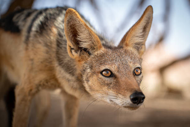 Meaning of Dreaming About Being Attacked by a Jackal