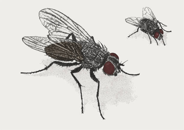 Meaning of Dreaming About Being Attacked by Flies