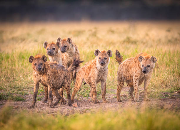 Meaning of Dreaming About Being Attacked by Hyenas