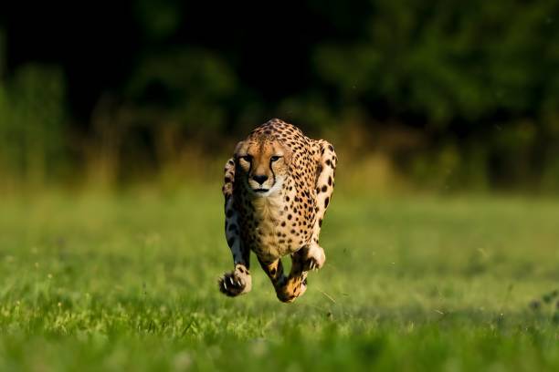 Meaning of Dreaming About Being Chased by a Cheetah