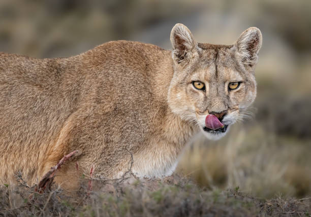 Meaning of Dreaming About Being Chased by a Cougar
