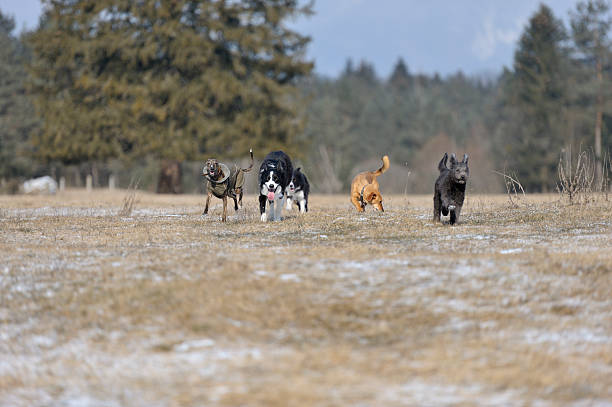 Meaning of Dreaming About Being Chased by Dogs