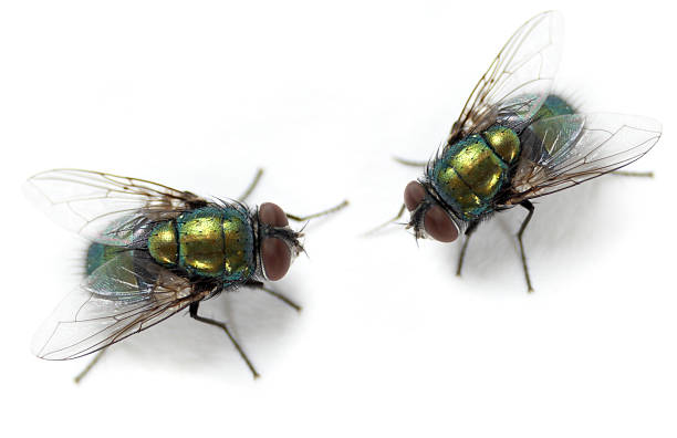 Meaning Of Dreaming About Being Covered In Flies