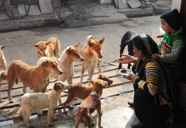 Meaning of Dreaming About Being Surrounded by Dogs