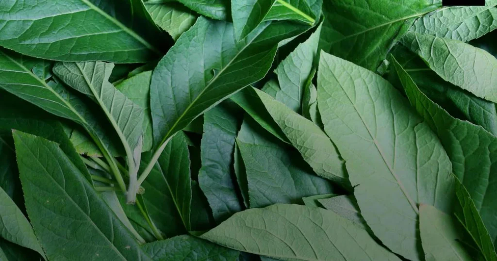 Meaning of Dreaming About Eating Bitter Leaves