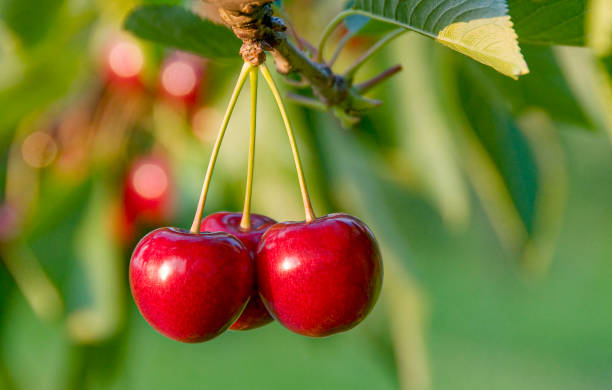 Meaning of Dreaming About Eating Cherries