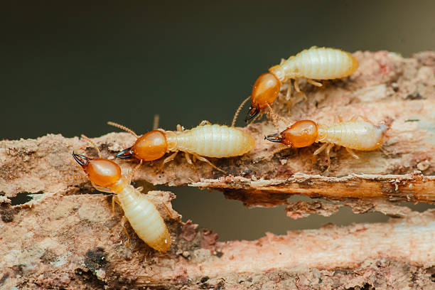 Meaning of Dreaming About Eating Termites