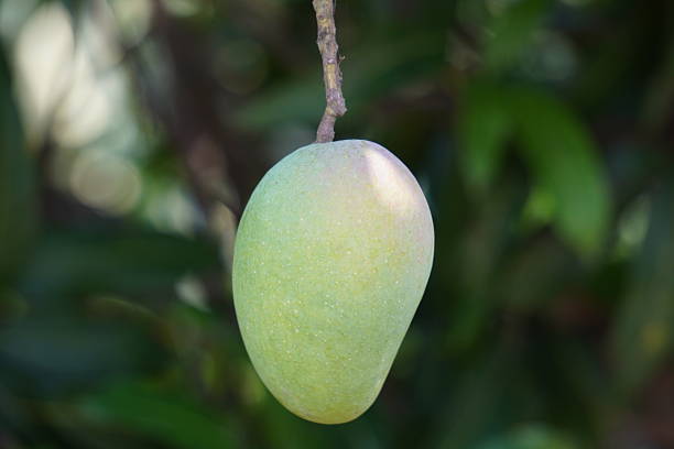 meaning of dreaming about eating unripe mango