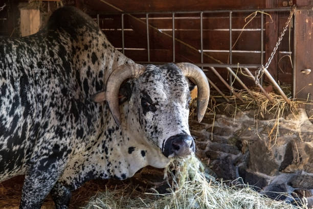 Meaning of Dreaming About Feeding a Bull
