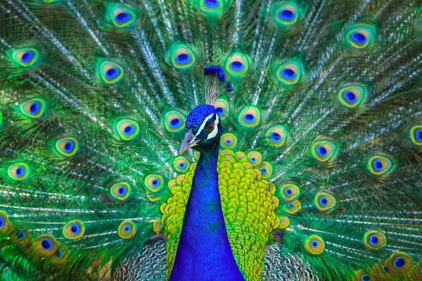 Meaning of Dreaming About Feeding a Peacock