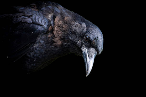 Meaning of Dreaming About Feeding a Raven