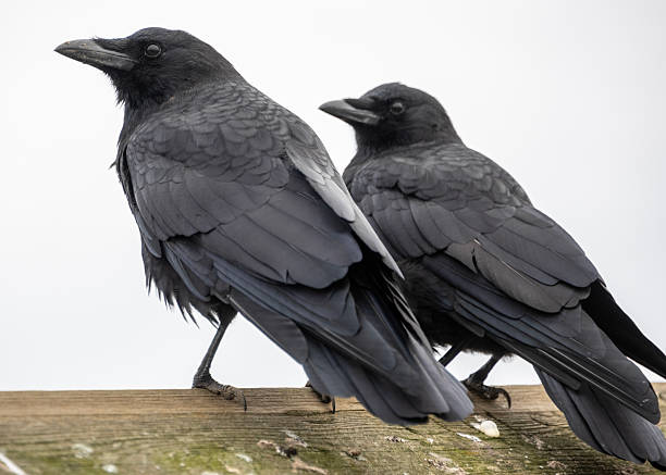 Meaning of Dreaming About Feeding Crows